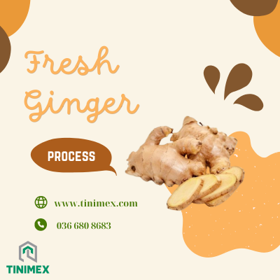Fresh ginger products of Tinimex company (illustration)