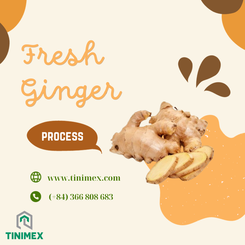 Unlocking the Power of 10 Ginger Health Benefits