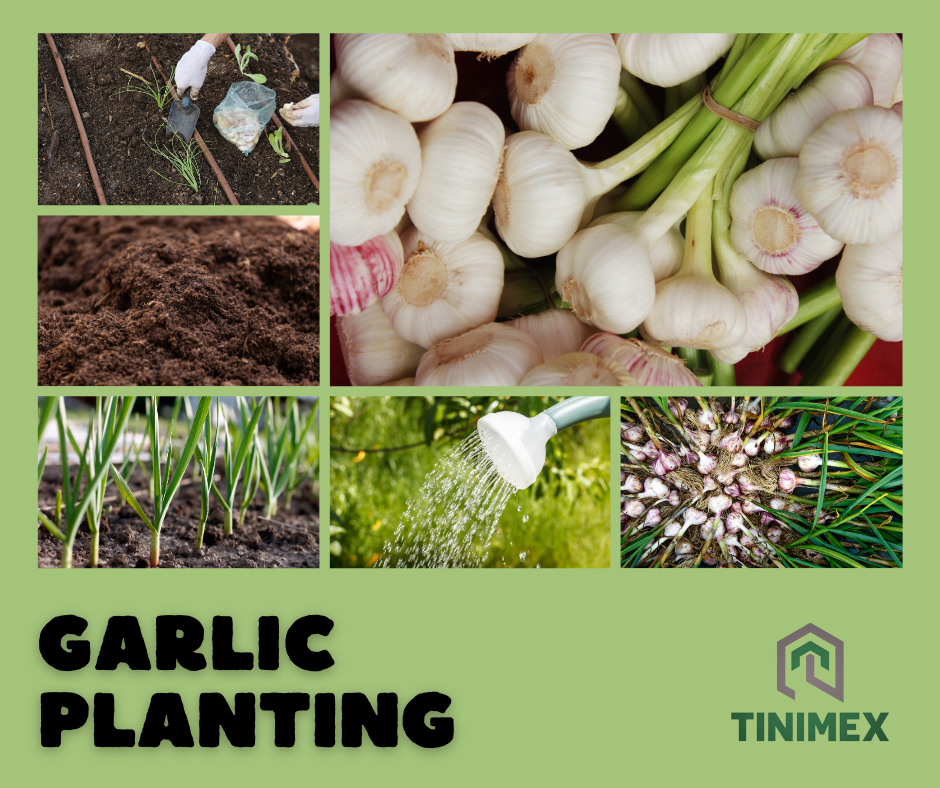 From Seed to Plate: 5 Remarkable Garlic Planting Tips for Beginners