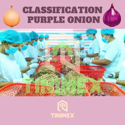 classification purple onions