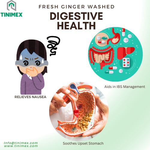 fresh ginger digestive health
