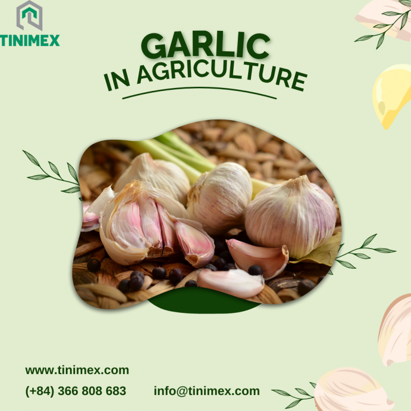 Garlic in Agriculture