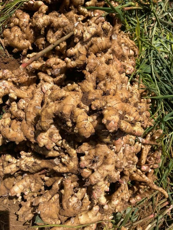 dried ginger vietnam